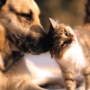 Maddie's Fund at Animal Care Conference